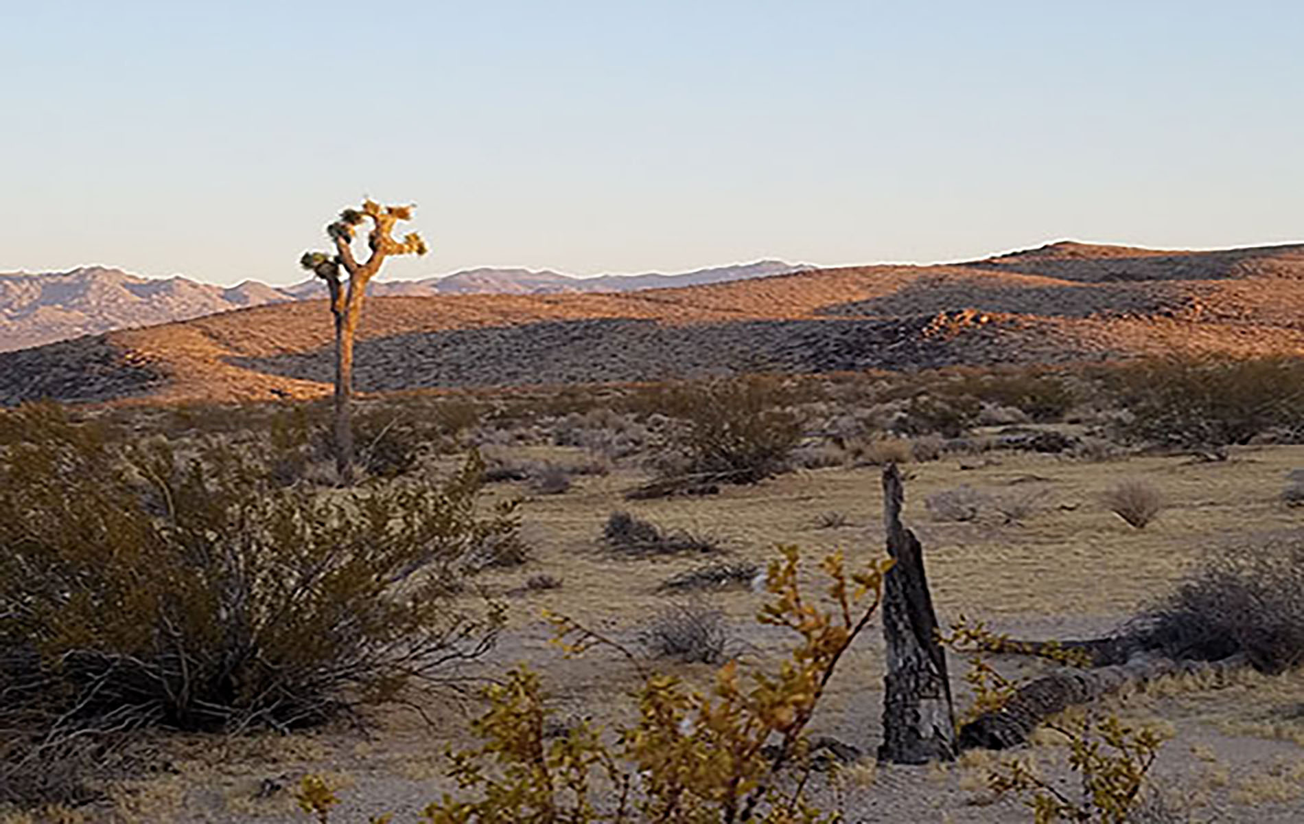 Wild Moon Mesa