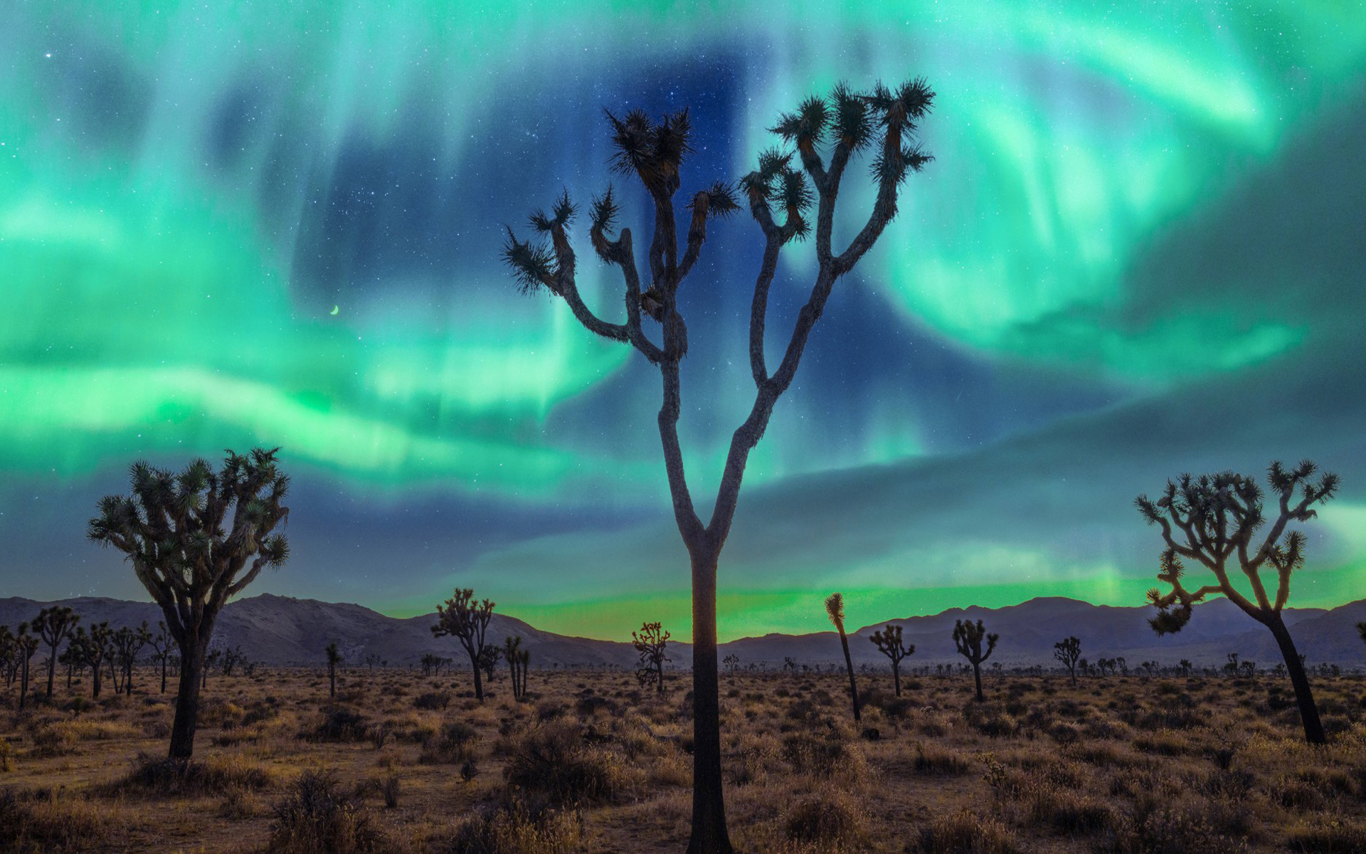 Wild Moon Mesa