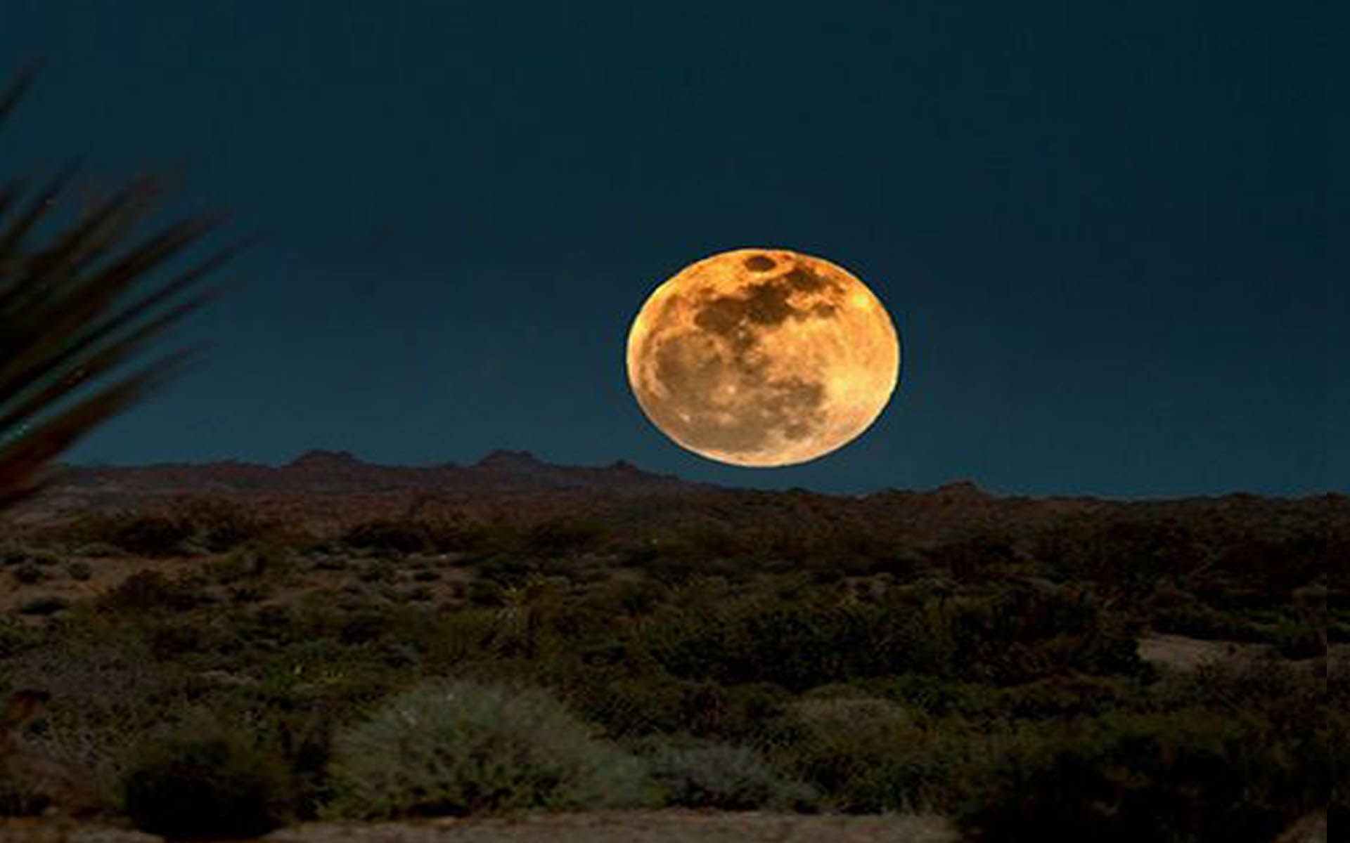 Wild Moon Mesa